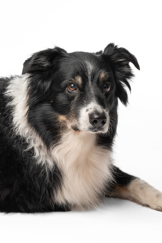 Hunde Fotoshooting im Studio