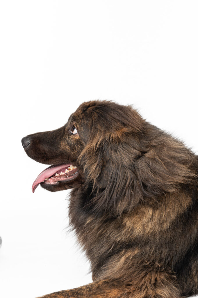 Hunde Fotoshooting im Studio
