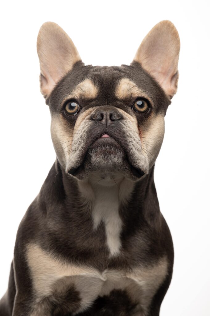 Businessportrait im Fotostudio