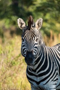 Safari Fotoreise in Mhonoro Lodge Südafrika