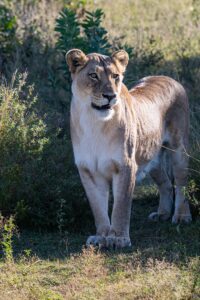 Safari Fotoreise in Mhonoro Lodge Südafrika