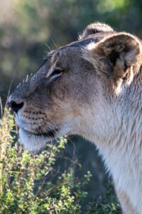 Safari Fotoreise in Mhonoro Lodge Südafrika