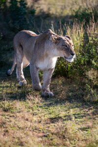 Safari Fotoreise in Mhonoro Lodge Südafrika