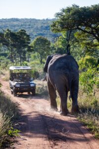 Safari Fotoreise in Mhonoro Lodge Südafrika