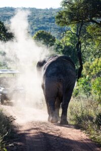 Safari Fotoreise in Mhonoro Lodge Südafrika