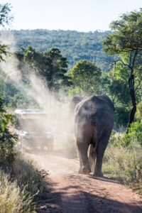 Safari Fotoreise in Mhonoro Lodge Südafrika