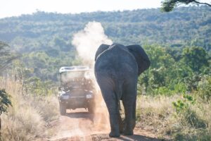 Safari Fotoreise in Mhonoro Lodge Südafrika