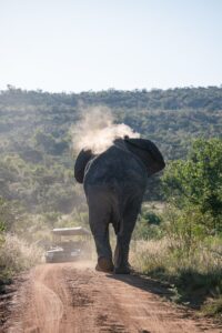 Safari Fotoreise in Mhonoro Lodge Südafrika