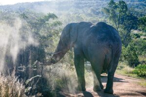 Safari Fotoreise in Mhonoro Lodge Südafrika