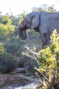 Safari Fotoreise in Mhonoro Lodge Südafrika