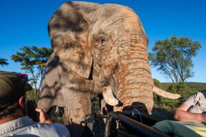 Safari Fotoreise in Mhonoro Lodge Südafrika