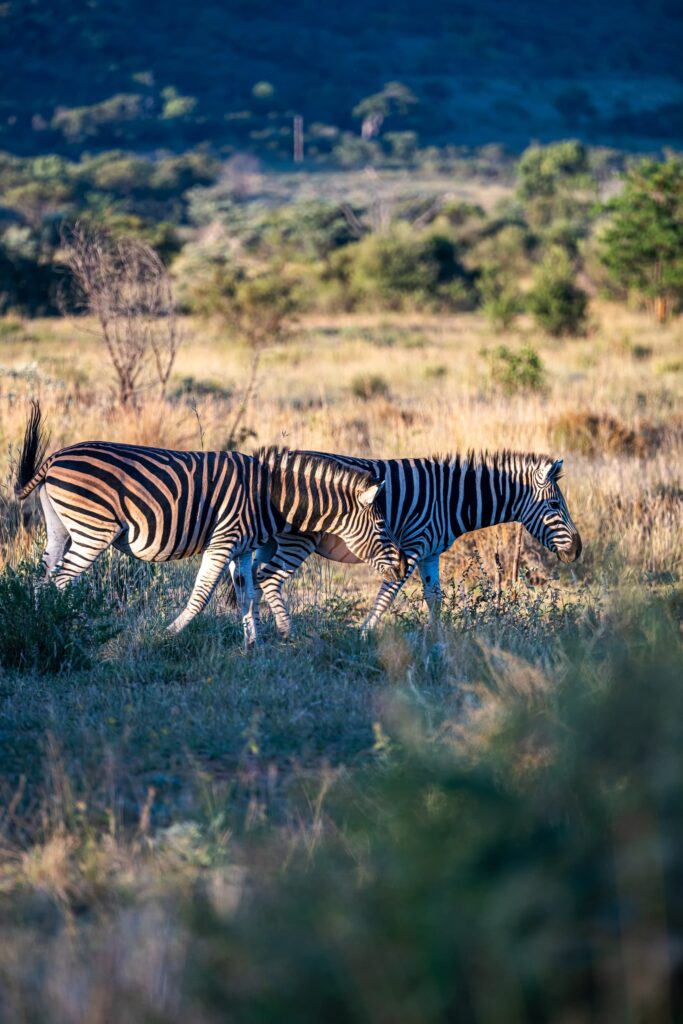 Safari Fotoreise in Mhonoro Lodge Südafrika