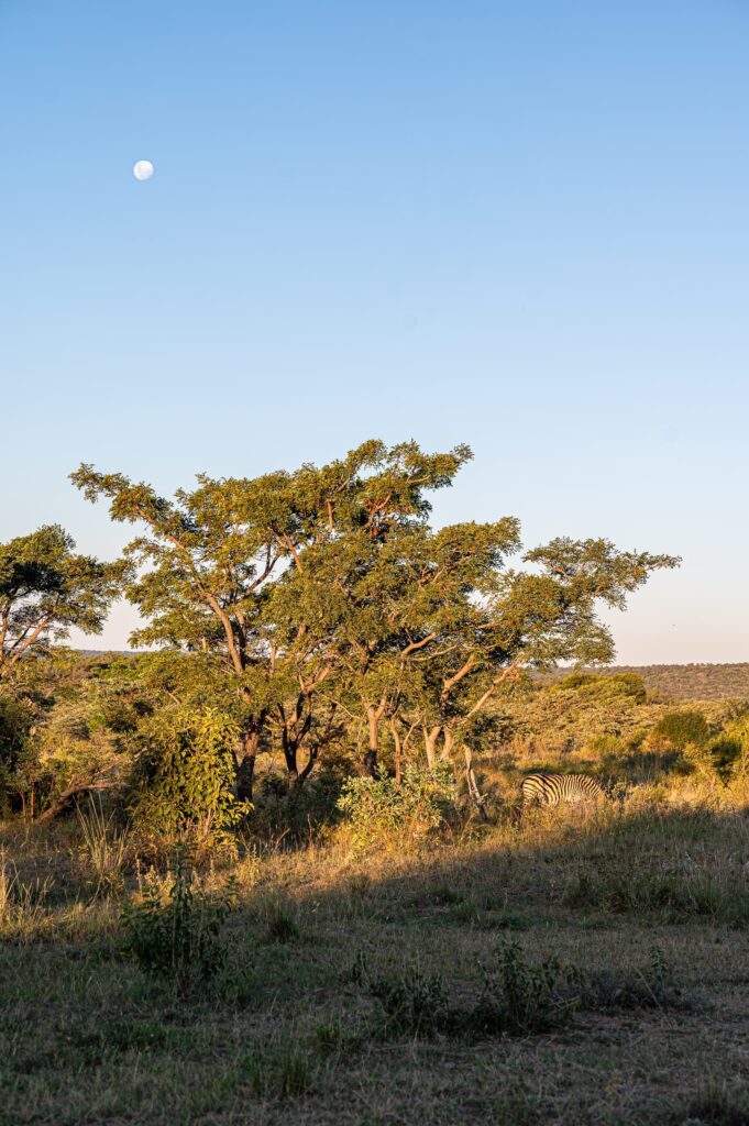 Safari Fotoreise in Mhonoro Lodge Südafrika