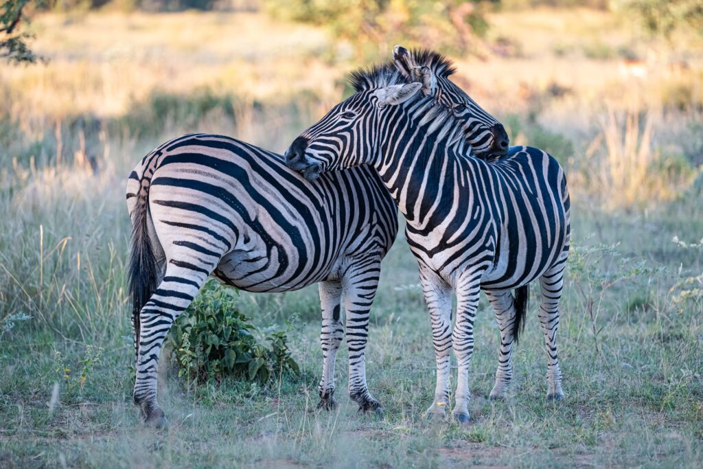 Safari Fotoreise in Mhonoro Lodge Südafrika