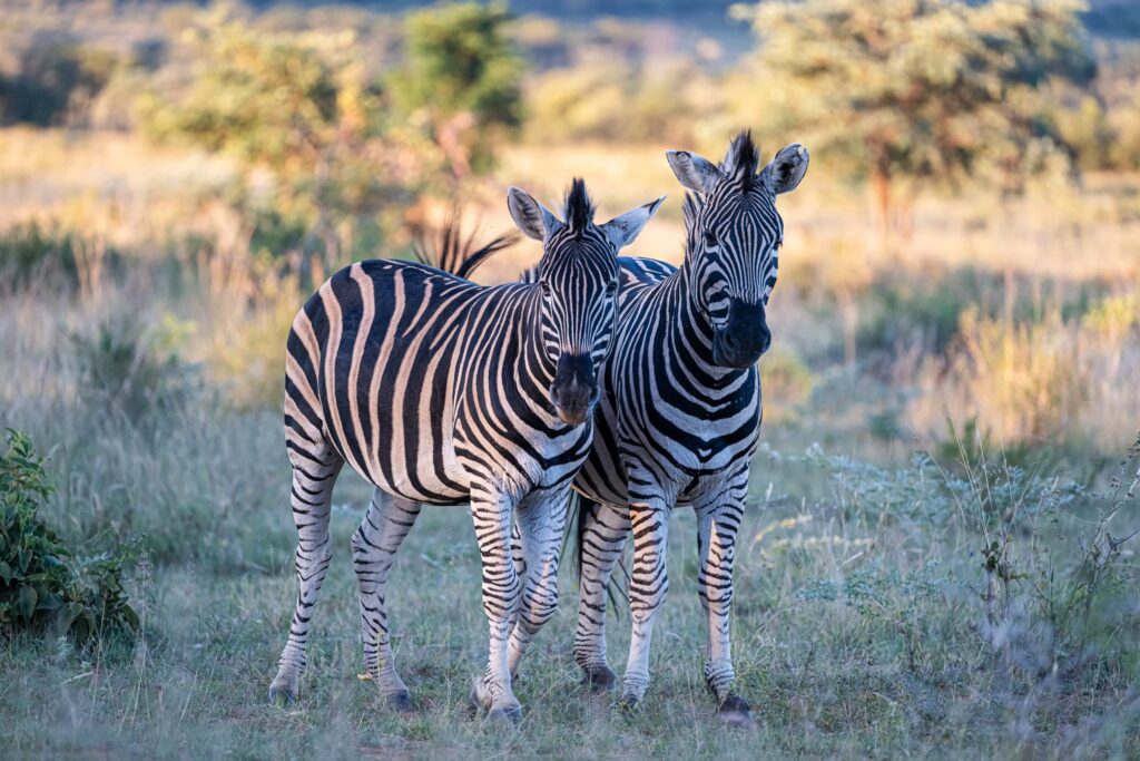 Safari Fotoreise in Mhonoro Lodge Südafrika