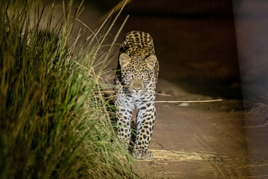 Safari Fotoreise in Mhonoro Lodge Südafrika