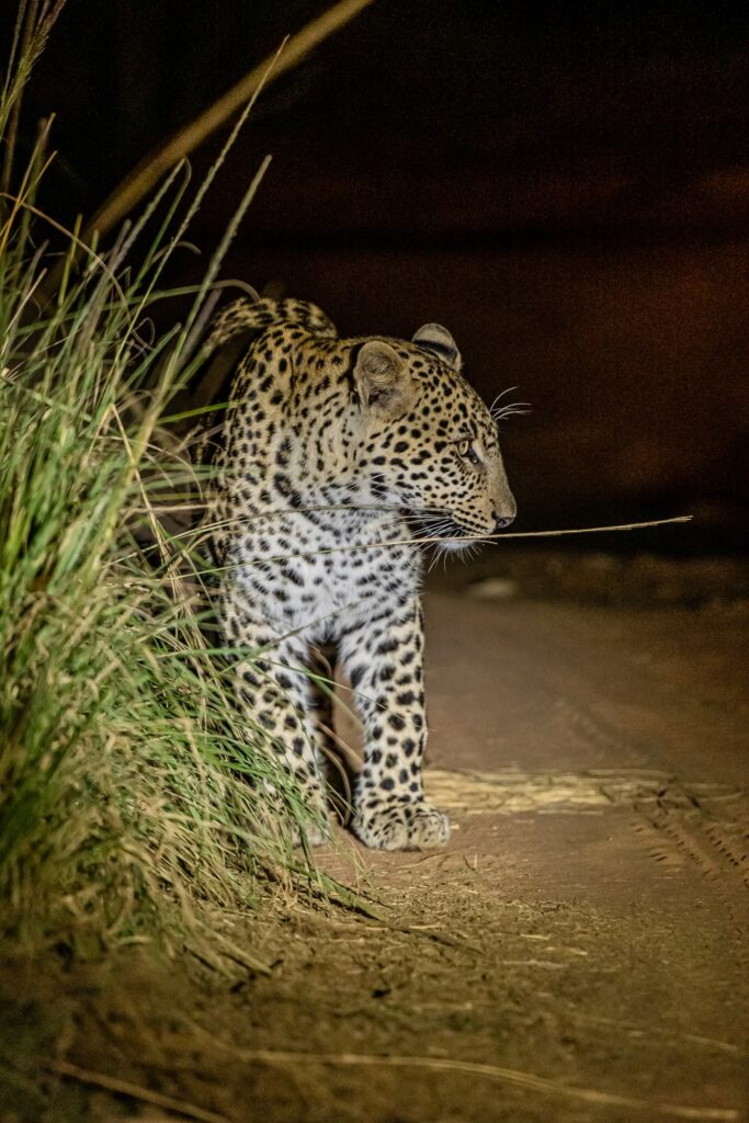 Safari Fotoreise in Mhonoro Lodge Südafrika