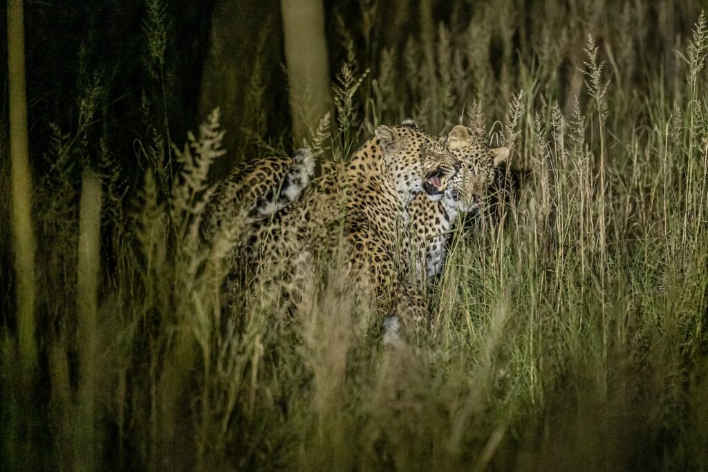 Safari Fotoreise in Mhonoro Lodge Südafrika