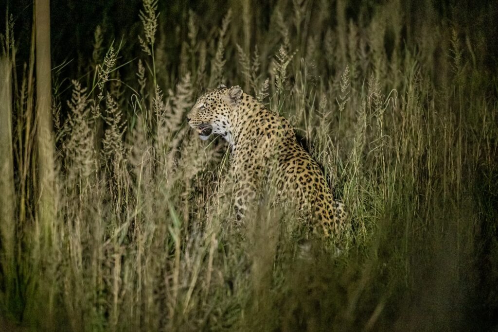 Safari Fotoreise in Mhonoro Lodge Südafrika