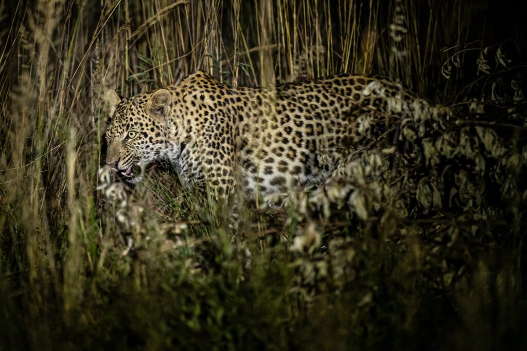 Safari Fotoreise in Mhonoro Lodge Südafrika