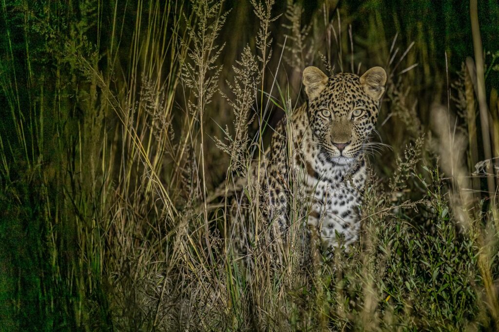 Safari Fotoreise in Mhonoro Lodge Südafrika