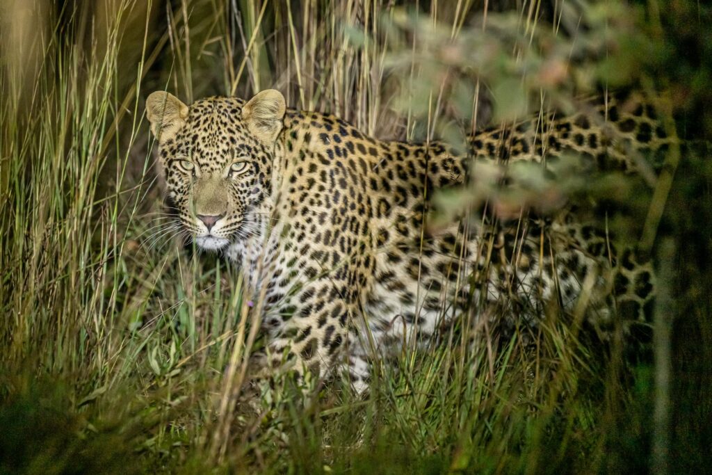 Safari Fotoreise in Mhonoro Lodge Südafrika