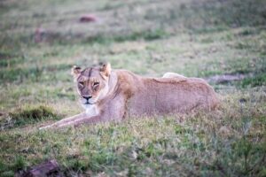 Safari Fotoreise in Mhonoro Lodge Südafrika