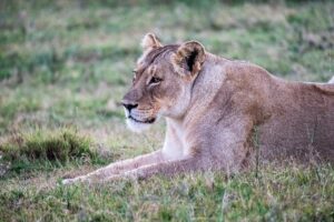 Safari Fotoreise in Mhonoro Lodge Südafrika