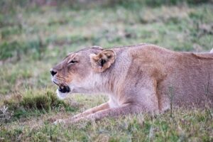 Safari Fotoreise in Mhonoro Lodge Südafrika