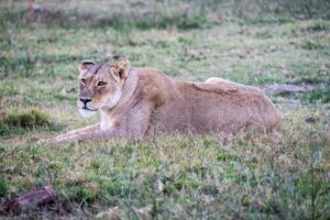 Safari Fotoreise in Mhonoro Lodge Südafrika