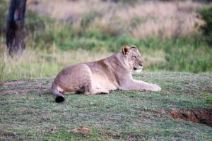 Safari Fotoreise in Mhonoro Lodge Südafrika