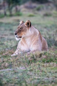 Safari Fotoreise in Mhonoro Lodge Südafrika