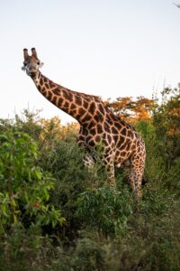 Safari Fotoreise in Mhonoro Lodge Südafrika