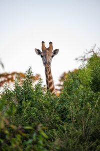 Safari Fotoreise in Mhonoro Lodge Südafrika