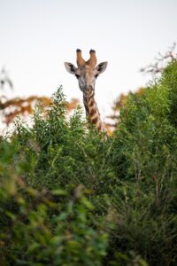 Safari Fotoreise in Mhonoro Lodge Südafrika