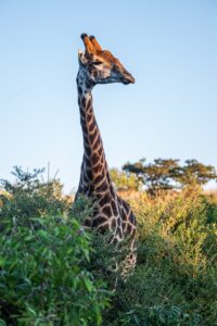 Safari Fotoreise in Mhonoro Lodge Südafrika