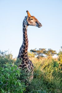 Safari Fotoreise in Mhonoro Lodge Südafrika