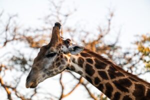 Safari Fotoreise in Mhonoro Lodge Südafrika