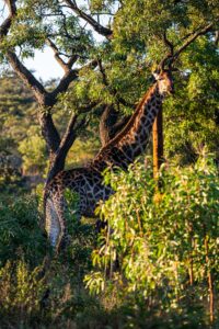 Safari Fotoreise in Mhonoro Lodge Südafrika