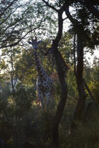 Safari Fotoreise in Mhonoro Lodge Südafrika