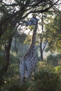 Safari Fotoreise in Mhonoro Lodge Südafrika