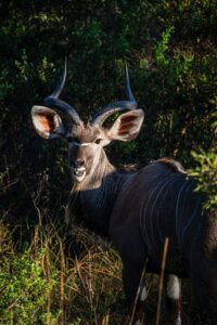 Safari Fotoreise in Mhonoro Lodge Südafrika