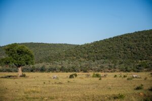 Safari Fotoreise in Mhonoro Lodge Südafrika