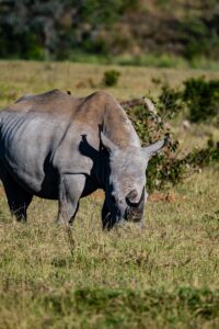 Safari Fotoreise in Mhonoro Lodge Südafrika