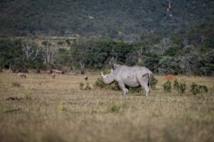 Safari Fotoreise in Mhonoro Lodge Südafrika