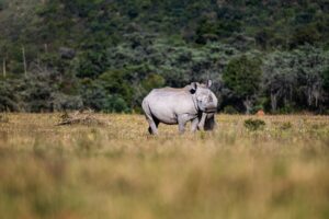 Safari Fotoreise in Mhonoro Lodge Südafrika