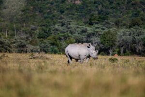 Safari Fotoreise in Mhonoro Lodge Südafrika