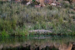 Safari Fotoreise in Mhonoro Lodge Südafrika