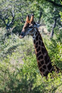 Safari Fotoreise in Mhonoro Lodge Südafrika