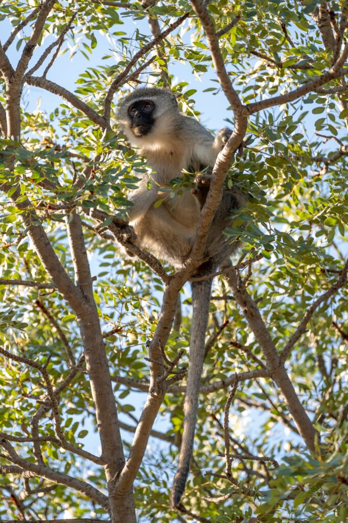 Safari Fotoreise in Mhonoro Lodge Südafrika